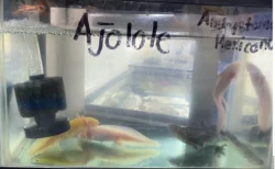 Ajolote SEMARNAT ajolotes
