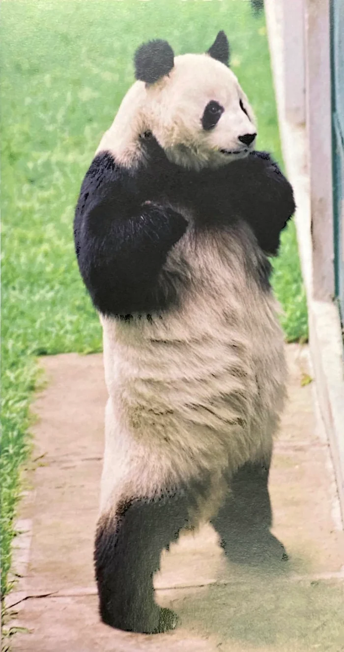 Murió la panda más viejita de México; Adiós, Shuan Shuan