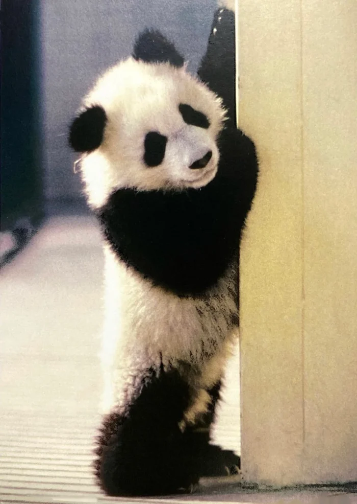 Murió la panda más viejita de México; Adiós, Shuan Shuan