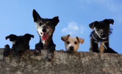 Multas por descuidar a tu perrito CDMX